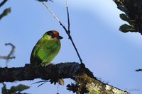 Golden-throated Barbet - Megalaima franklinii