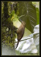 Strong-billed Woodcreeper - Xiphocolaptes promeropirhynchus