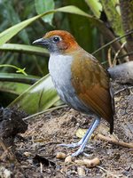 Chestnut-naped Antpitta - Grallaria nuchalis