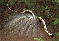 Superb Lyrebird - Menura novaehollandiae