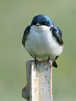 Tree Swallow - Tachycineta bicolor