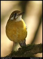 Orange-headed Thrush - Zoothera citrina