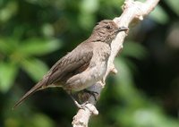 Black-billed Thrush - Turdus ignobilis