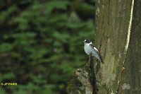 Collared Flycatcher - Ficedula albicollis