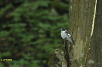 Collared Flycatcher - Ficedula albicollis