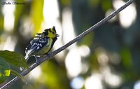 Yellow-cheeked Tit - Parus spilonotus