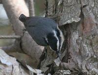 Red-breasted Nuthatch - Sitta canadensis