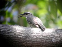 Stripe-sided Rhabdornis - Rhabdornis mysticalis