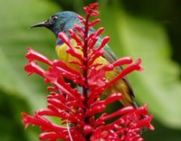 Collared Sunbird - Hedydipna collaris