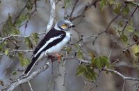 White Helmetshrike - Prionops plumatus