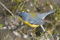 Tropical Parula - Parula pitiayumi