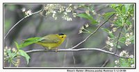 Wilson's Warbler - Wilsonia pusilla