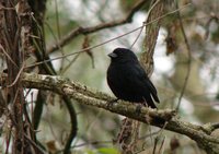 Blackish-blue Seedeater - Amaurospiza moesta