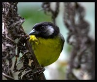 Santa Marta Brush-Finch - Atlapetes melanocephalus