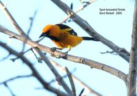 Spot-breasted Oriole - Icterus pectoralis