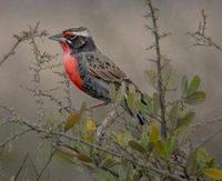 * Peruvian Meadowlark