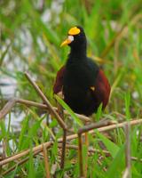 Northern Jacana - Iain Campbell