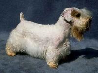 Sealyham Terrier