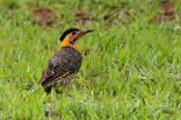 Field  flicker   -   Colaptes  campestris   -   Picchio  dei  campi