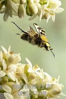 Bee beetle ( Trichius fasciatus ) stock photo