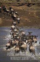 ...Blue wildebeest , connochaetes taurinus , crossing the Mara river during the migration , Maasai 