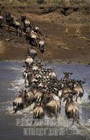 ...ng the Mara river during the migration , Maasai Mara National Reserve , Kenya stock photo