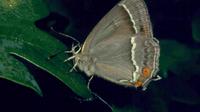 Purple Hairstreak ( Quercusia quercus )