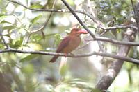 和名　リュウキュウアカショウビン　　琉球赤翡翠