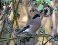 female Bullfinch feeding on Nettle seeds at Venus Pool - December 2005 (photo Jim Almond)
