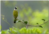 Collared Finchbill