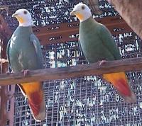 Black-naped Fruit Dove Ptilinopus melanospila