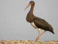 Cigogne noire             juvénile (Ciconia nigra)