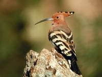 Hoopoe (Upupa epops)