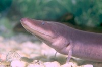 : Amphiuma means; Two-toed Amphiuma