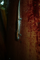: Bolitoglossa occidentalis