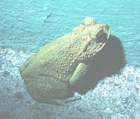 : Bufo luetkenii