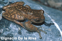 : Hyloscirtus charazani