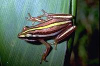 : Hyperolius quinquevittatus; Five-striped Reed Frog