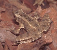 : Leptophryne borbonica; Hourglass Toad