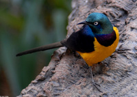 : Cosmopsarus regius; Golden-breasted Starling