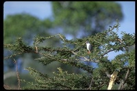 : Melierax gabar ssp. aequatorius; Gabar Goshawk
