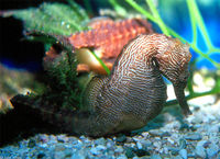 : Hippocampus erectus; Lined Seahorse