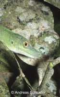 : Anolis punctatus