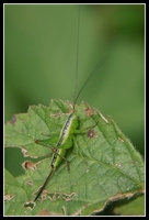 : Conocephalus dorsalis