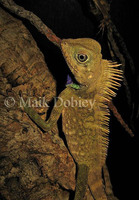 : Gonocephalus bellii; Borneon Crested Lizard