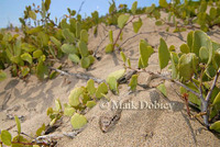 : Microlophus thoracicus; Tschudi's Pacific Iguana