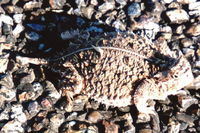 : Phrynosoma cornutum; Texas Horned Lizard