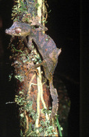 : Uroplatus phantasticus