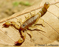 : Bothriurus rochai; Yellow Scorpion