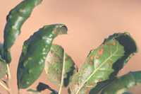 : Eriophyes mackiei; The Live Oak Erineum Mite;